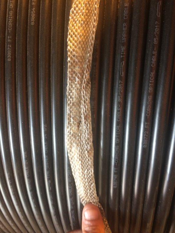 Corpus Christi snake skin